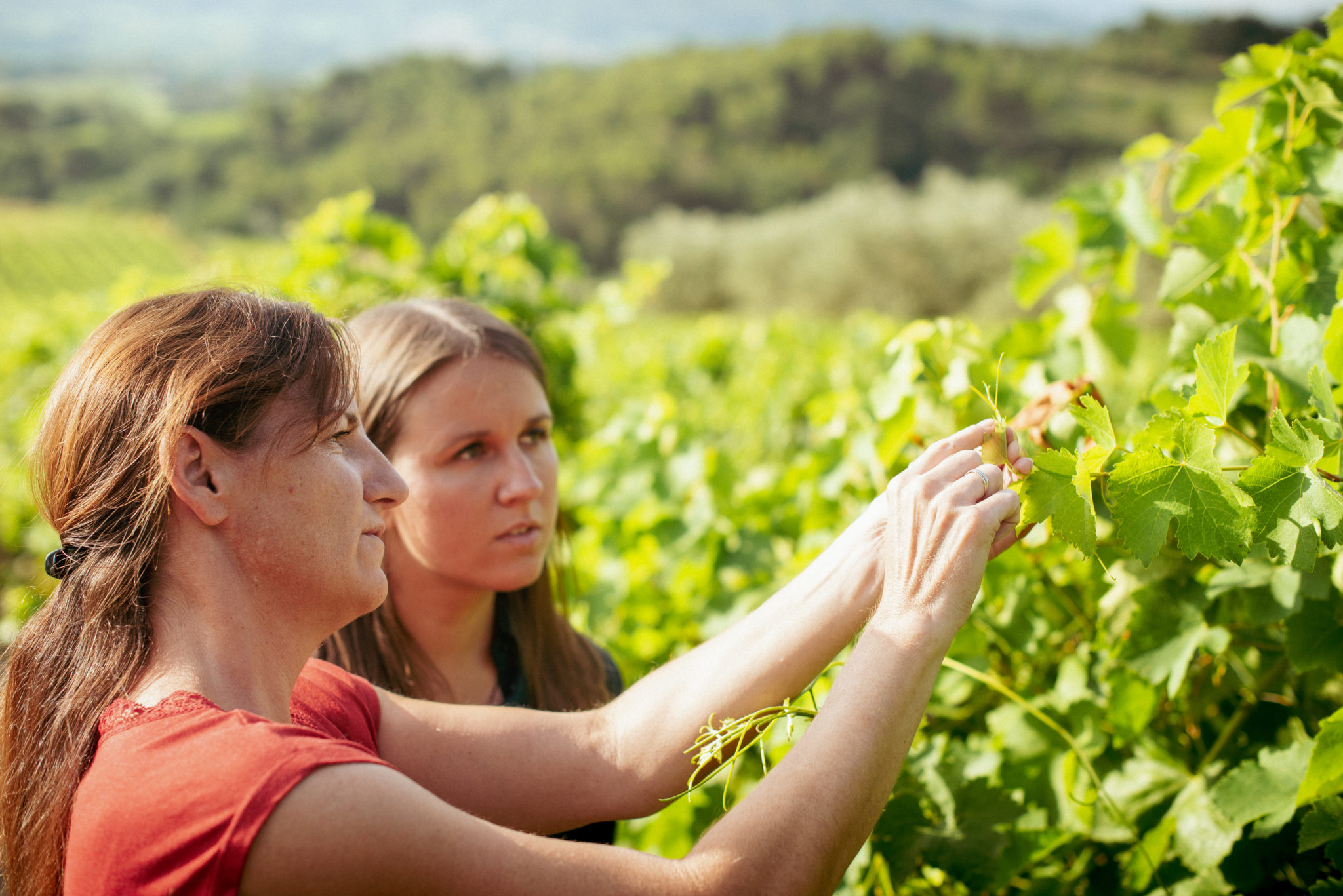 Actualités Union des Vignerons des Côtes du Rhône